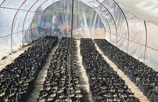 Nazilli Belediyesi fidan üretim tesisi ile milli...