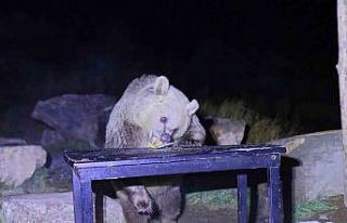 Nemrut’un ayıları kış uykusundan uyandı