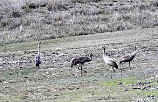 Nesli tükenme tehlikesi altında olan turnalar, Ekşisu...