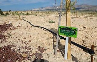 Niğde Belediyesi’nden Elif için hatıra ormanı