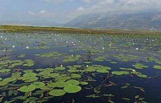 Nilüfer tarlası doğaseverlerle buluşmak için...