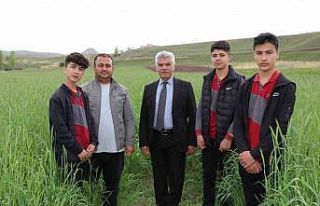 Öğrencilerin ektiği ‘ata tohumu’ boy verdi