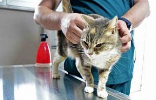 Öksüz yavruların süt annesi