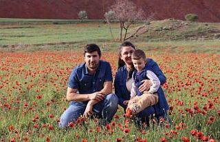 Oltu’da gelincik şöleni