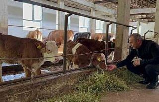Ordu’da besiciler yeni ahır sistemini benimsedi