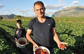 Organik Sason çileğinde yılın ilk hasadı başladı