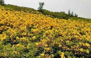 Orman gülleri yaylaları renklendirdi