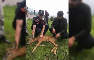 Ormanlık alanda yaralı bulunan karaca tedavi altına...