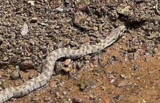 Orta Doğu ve Orta Asya’da yaşıyor, Tunceli’de...