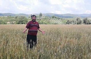 Osmaniye’de dolu yağışı buğday tarlalarını...