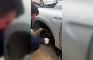 Otomobil tekerleğine sıkışan yavru kangal kurtarıldı