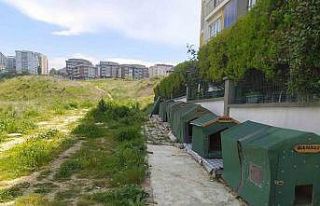 Otomobiliyle köpeği ezdi, umursamadan yoluna devam...