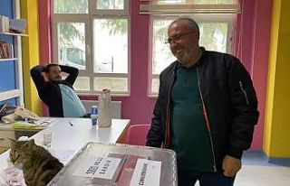 Oy sandığının başında davetsiz kedi