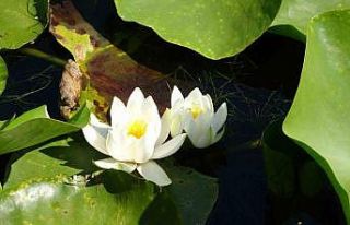 (Özel) Bu çiçeği koparmanın cezası 244 bin TL