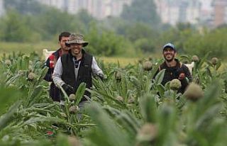 (Özel) Coğrafi işaret tescilli Hasanağa enginarında...