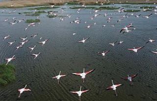 (ÖZEL) Flamingolar göç yolunda dron ile görüntülendi