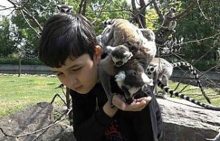 (Özel) Öğrenciler lemurları elleriyle besledi