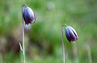 Palandöken’de Kaf Laleleri açtı