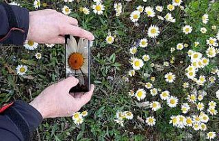 Papatyalar doğayı süsledi