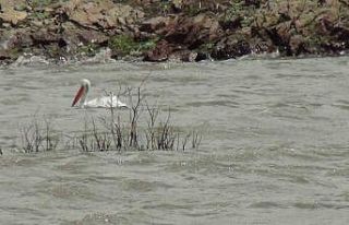 Pelikan ailesi Kars Barajı’nda görüntülendi