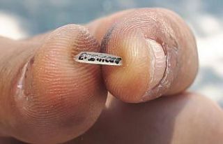 Pirinç tanesi ekmek kapısı oldu