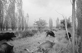 Popülasyonu artan domuz sürüsü havadan görüntülendi