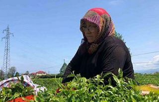 Rize’de yaş çay üreticileri bahçelere girmeye...