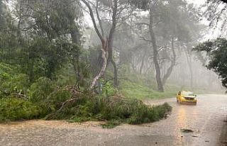 Sağanak yağmur ve fırtına ağaç devirdi