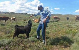 Sahibinin komutunu dinleyen keçi, sahibinden biran...