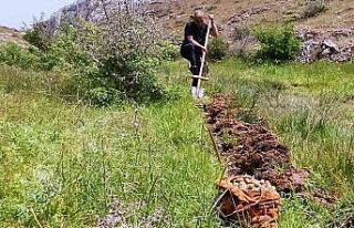 Salep soğanı toplayan 6 kişiye 678 bin lira ceza