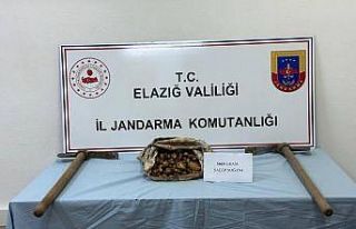 Salep soğanı toplayan şahıs suçüstü yakalandı