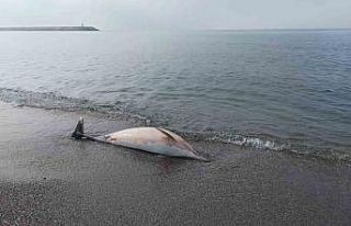 Samsun sahiline ölü yunus vurdu