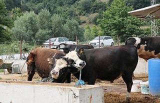 Samsun’da SAT-2 tipi şap hastalığı ile mücadele