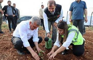 Şanlıurfa’da çiftçilere isot fidesi dağıtıldı