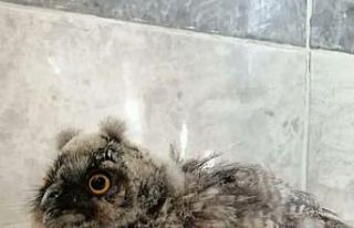 Şanlıurfa’da yaralı bulunan baykuş tedavi altına...