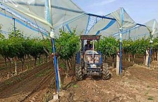 Sarıgöl Ovası’nın bağlarında hummalı çalışma