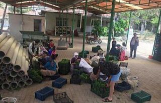 Sarıgöl’de taze yaprak sezonu başladı