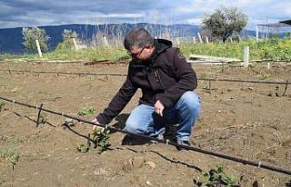 Sarıgöllü çiftçiler ’süper meyve aronia’dan...