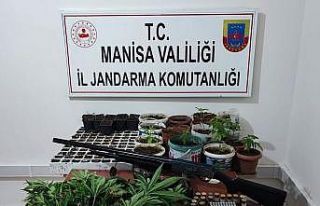 Saruhanlı’da 403 kök kenevir ele geçirildi