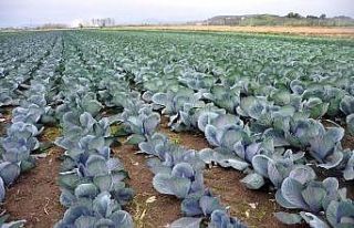 Sebze ve meyveyi Samsun üretiyor, Türkiye tüketiyor