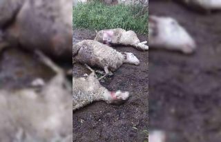 Selendi’de aç kalan kurtlar ağıldaki koyunları...