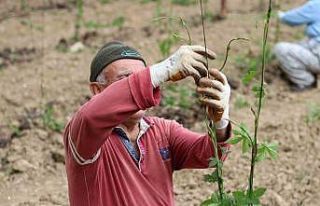 Şerbetçiotu tarlalarında hummalı çalışma sürüyor