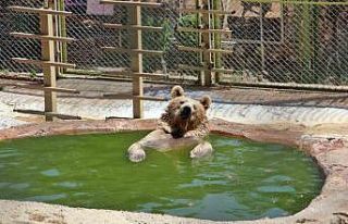 Sıcaktan bunalan boz ayı ailesinin havuz keyfi