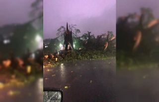 Sierra Leone’nun sembolü 400 yıllık pamuk ağacı...