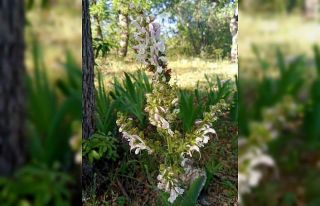 Siirt’te bu çiçeğin koparan yandı: Cezası 244...