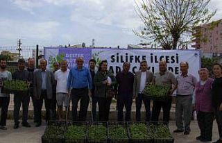 Silifke’de üreticilere 50 bin adet ada çayı fidesi...