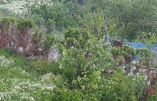 Silvan’da sağanak ve dolu yağışı etkili oldu