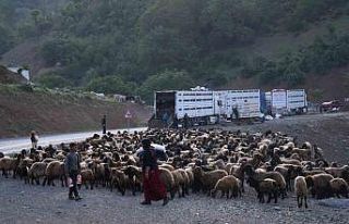 Şırnak yaylalarına göçer akını başladı