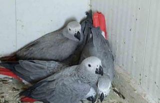 Şırnak’a yasa dışı yollarla getirilen 5 papağan...