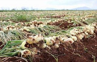 Soğan fiyatları 6-7 liraya kadar düştü, ürünler...